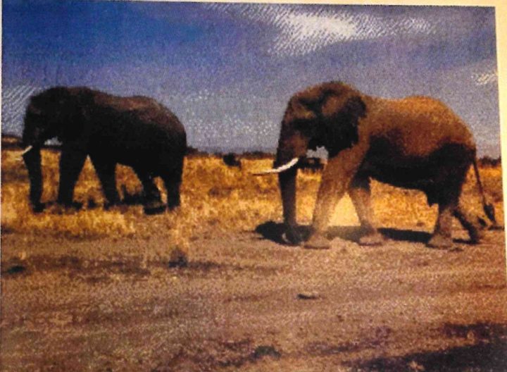 Cross-stitch artwork of two elephants walking across dry brown savannah under a deep blue sky.
